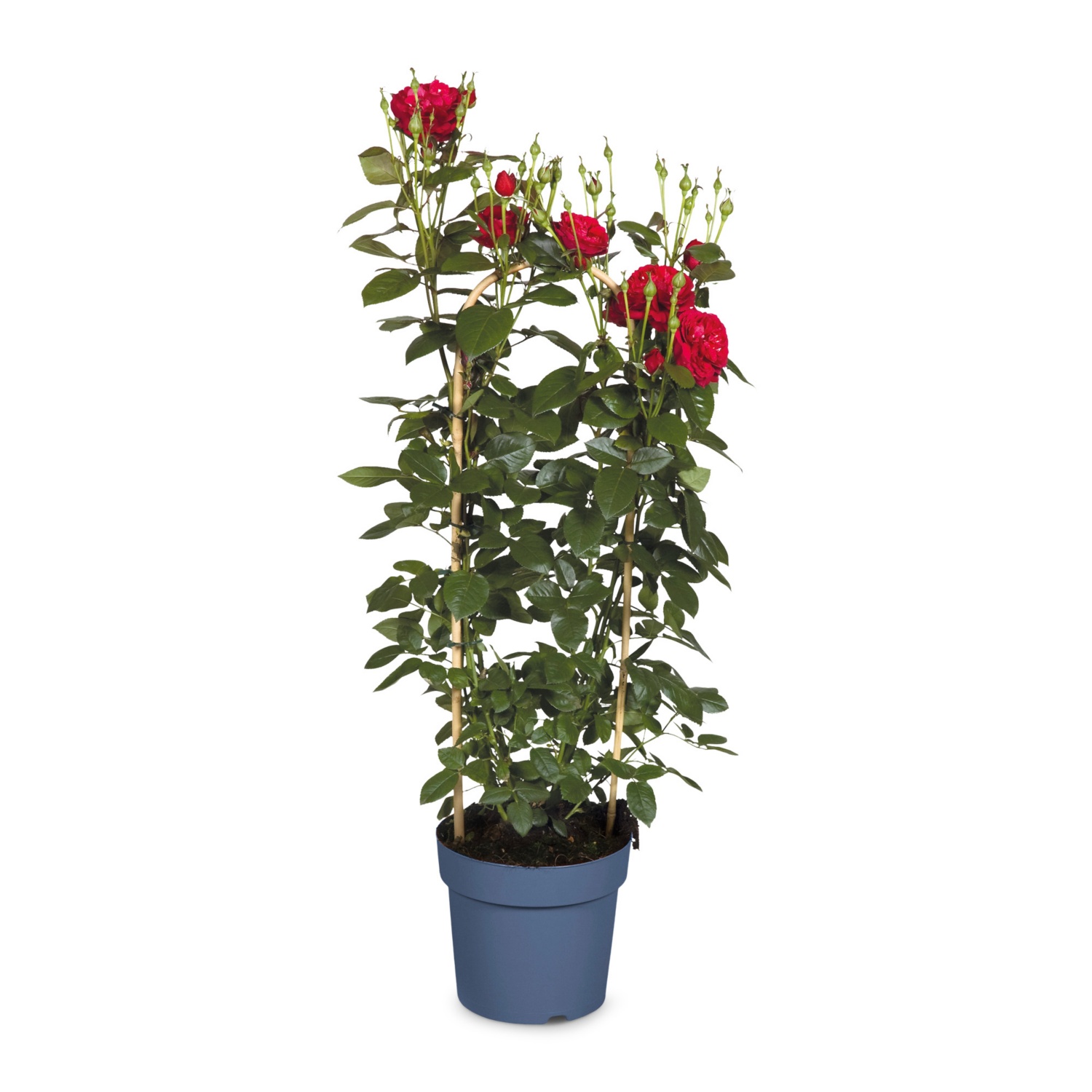 Duftrose, Marlis L. Pink HOFER