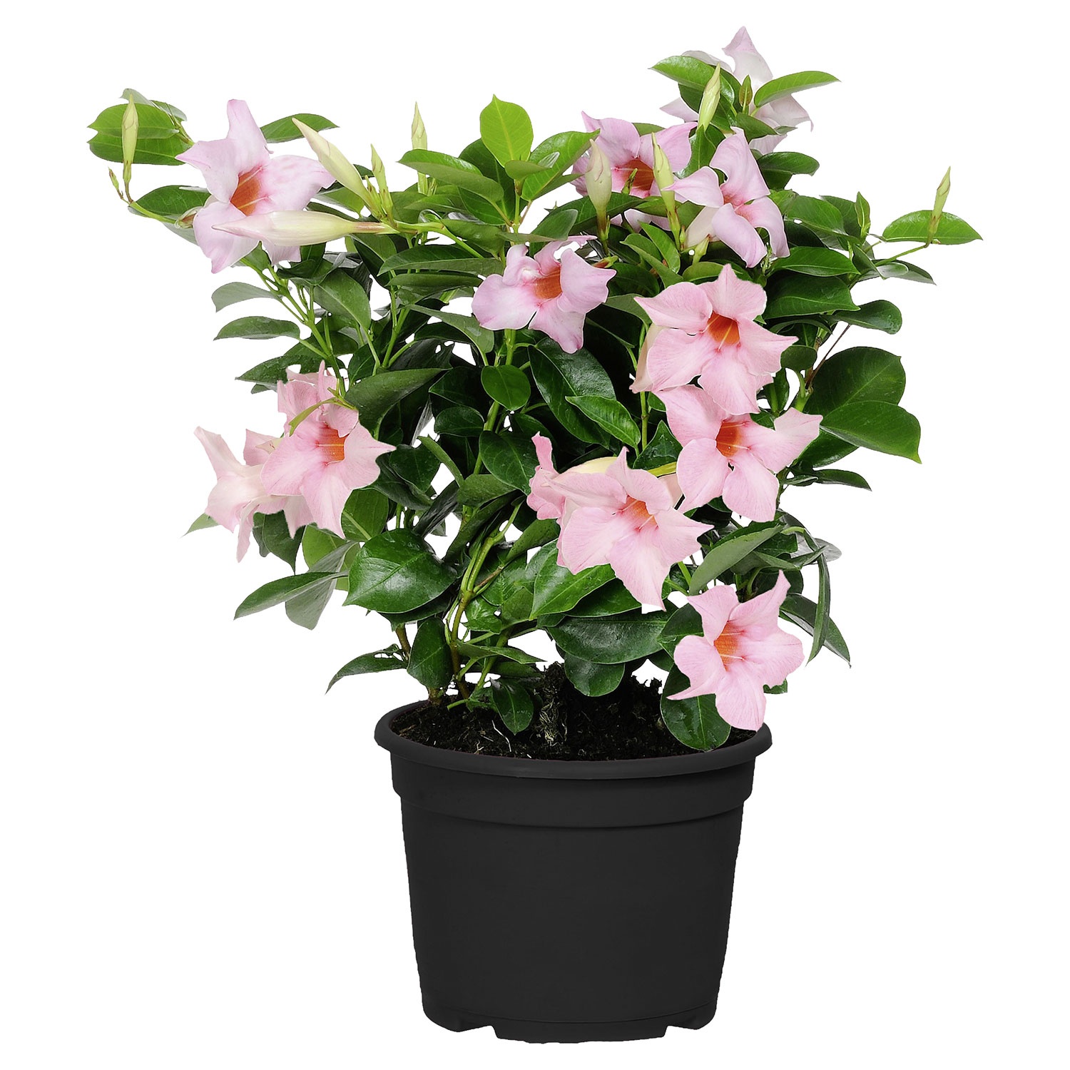 Angebot Aldi Süd GARDENLINE Dipladenia Aldi Sü