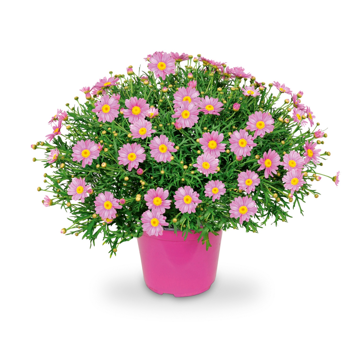 MargeritenBusch, Rosa HOFER