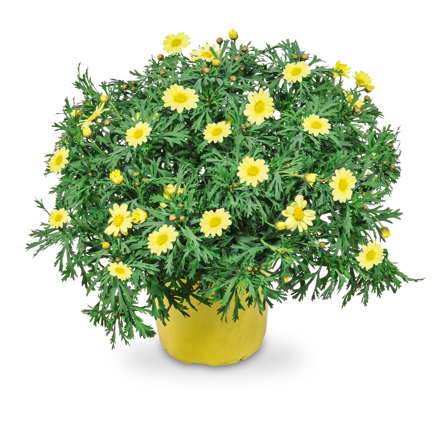 Busch Streupulver Gelb - 40g Für Modellbahn Landschaftsgestaltung H0/N/TT