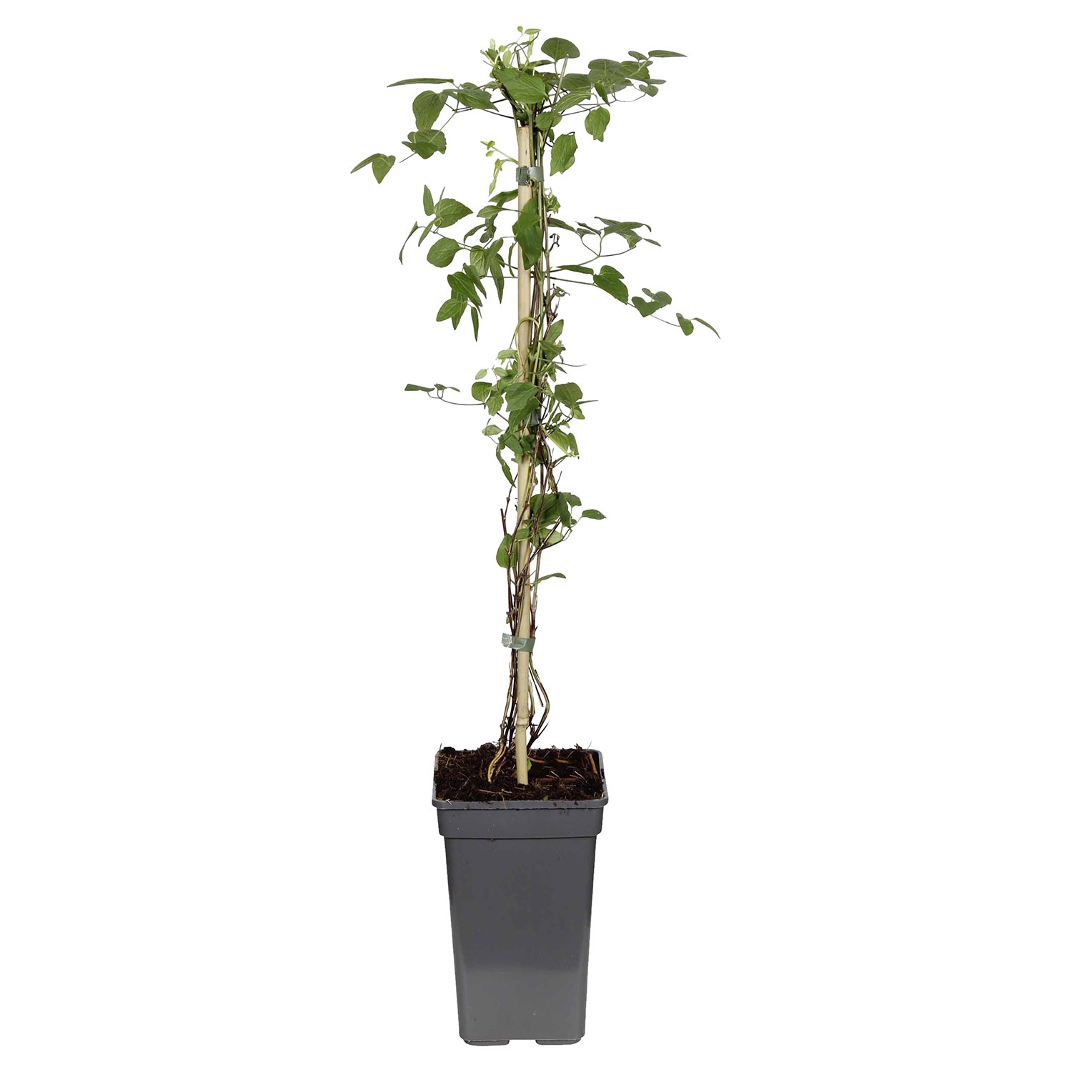 Angebot Aldi Süd GARDENLINE Kletterpflanze Aldi S&