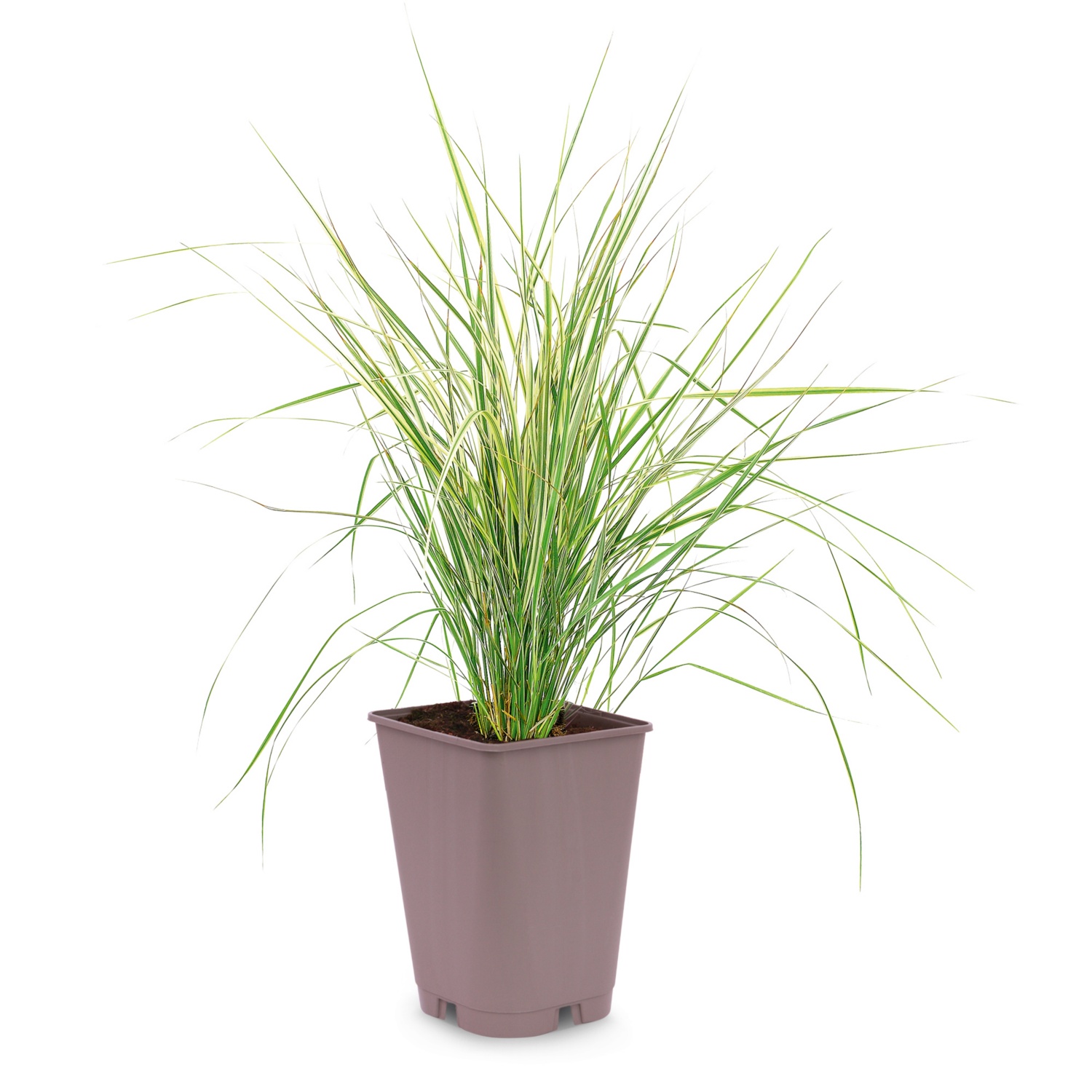Winterhartes Ziergras, Calam. Overdam ALDI SUISSE