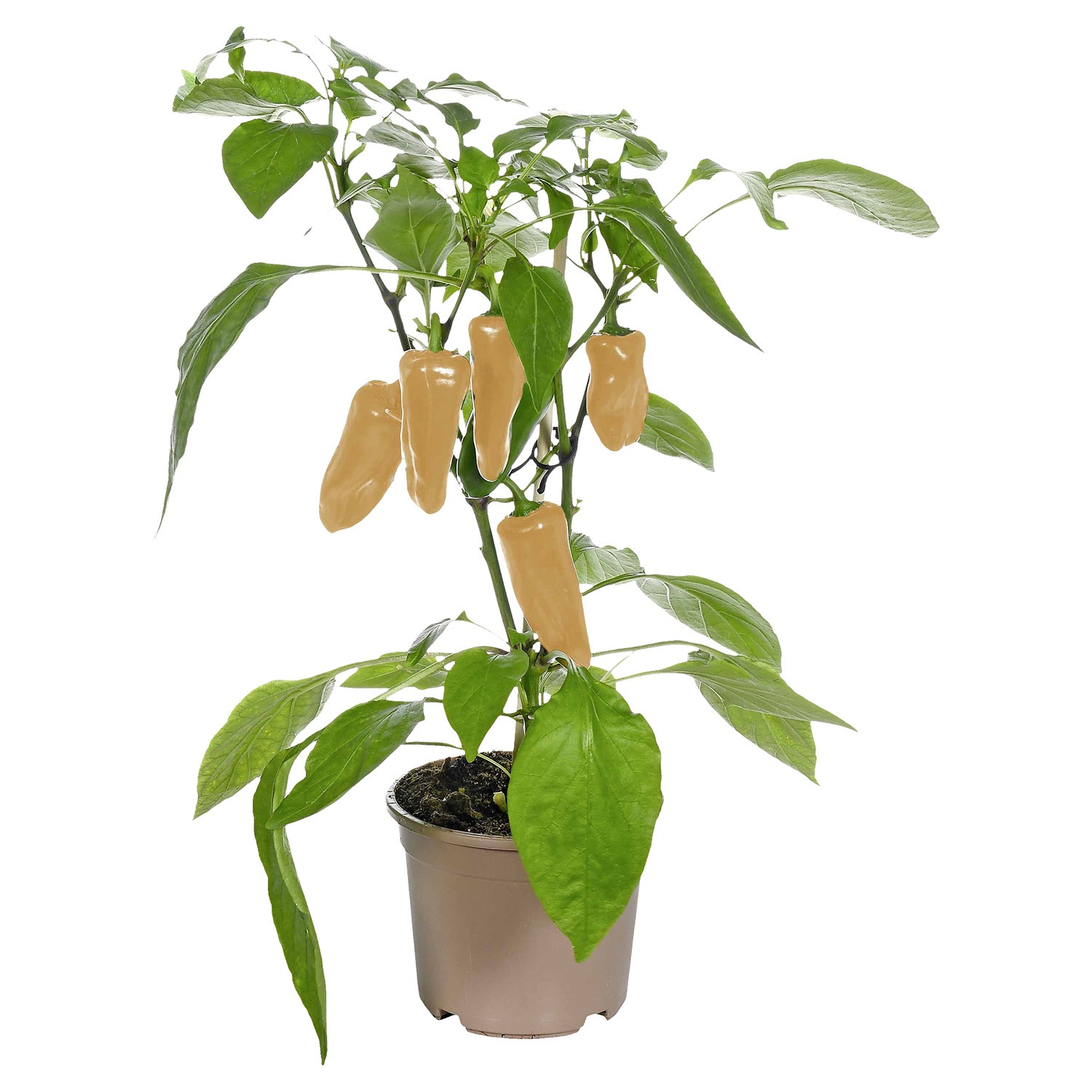 GARDENLINE Gourmetfestival ALDI SÜD