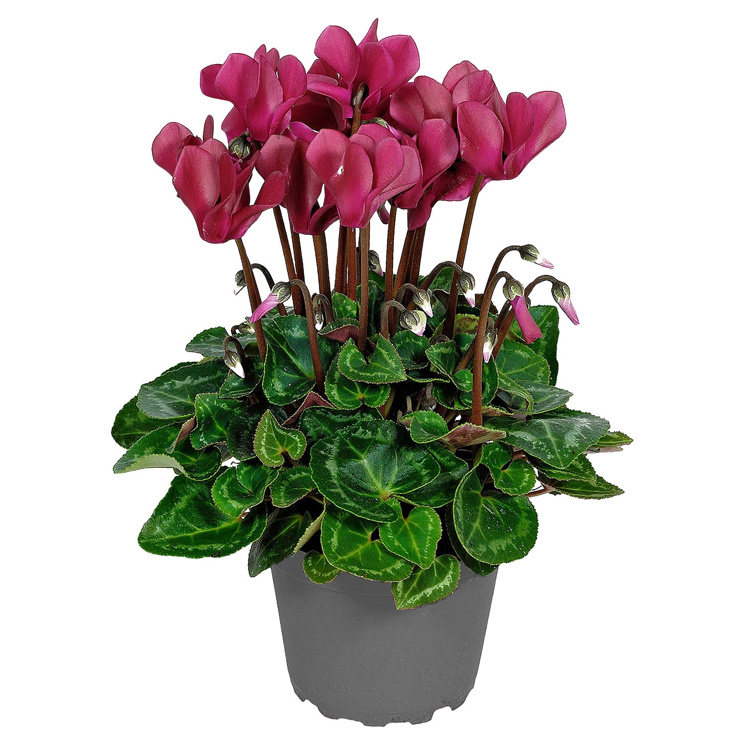 GARDENLINE Cyclamen