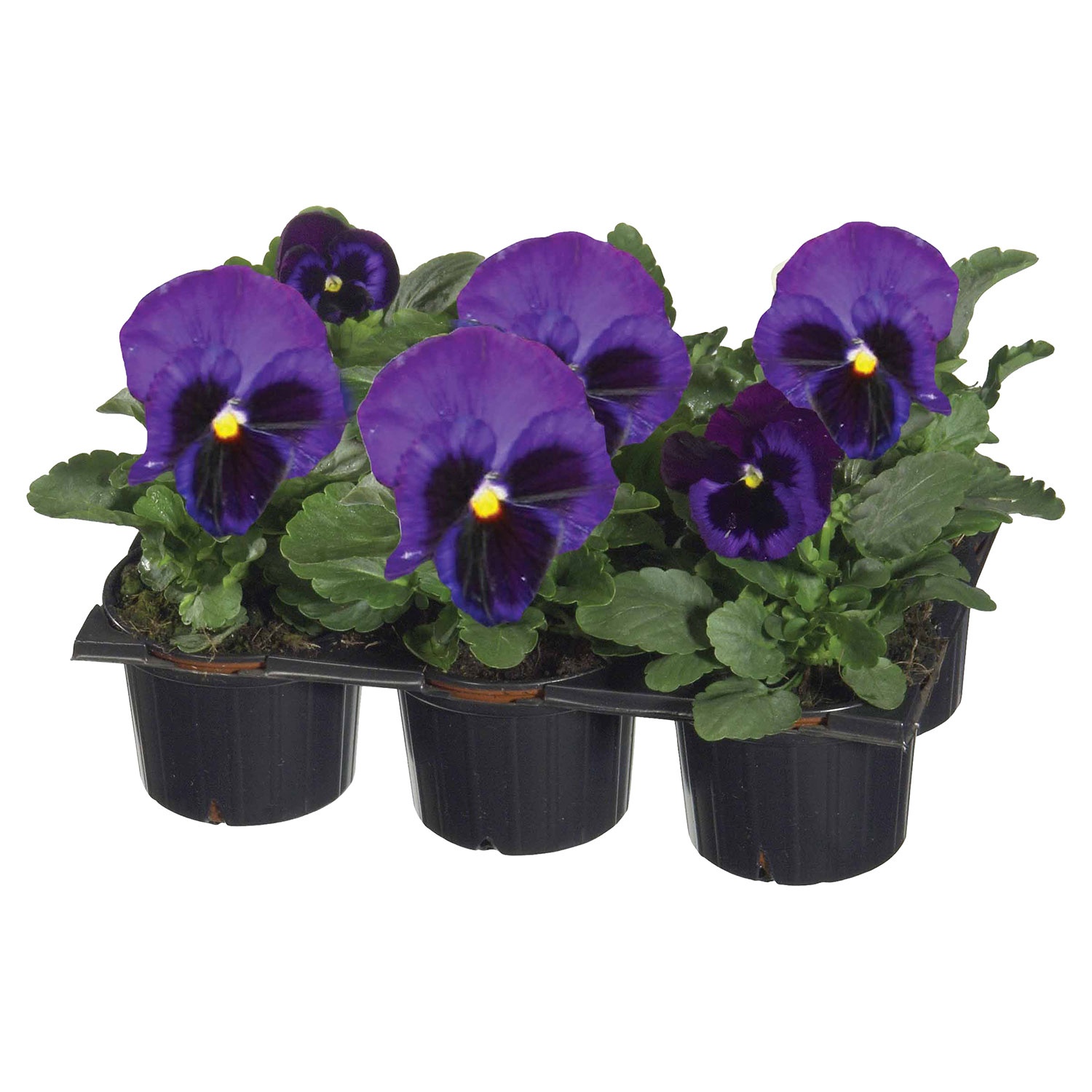 GARDENLINE Viola, 6er-Tray