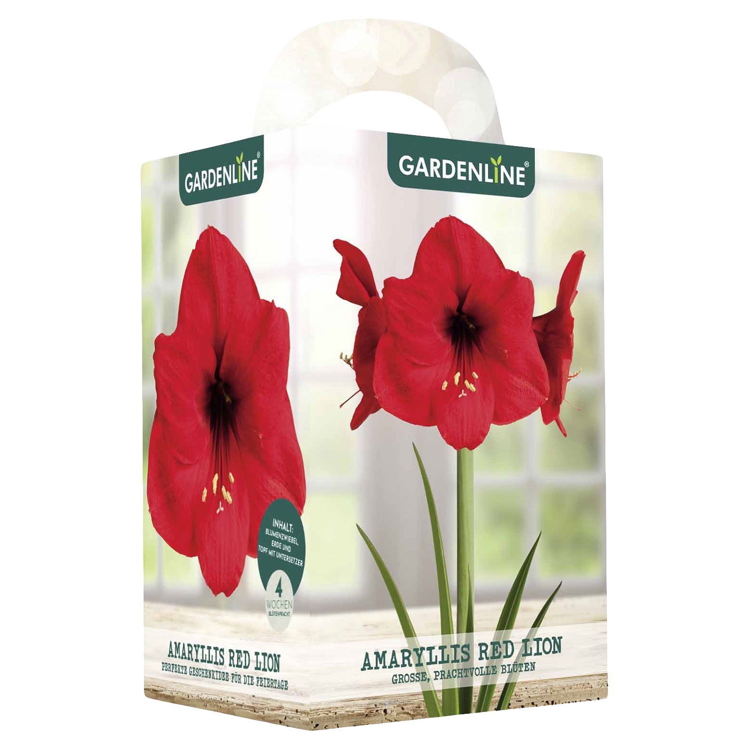 GARDENLINE Amaryllis im Karton