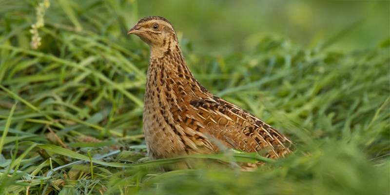 Wachtel auf der Wiese