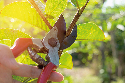 Mithilfe einer Gartenschere wird ein Ast mit Blättern gekürzt.