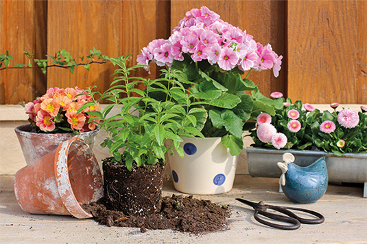 Auf dem Bild sind unterschiedliche Blumen und Pflanzen in Töpfen ersichtlich. Zudem ist eine alte Schere und ein Porzellan-Hahn ersichlich. Im Hintergrund ist eine Holzfassade zu sehen.