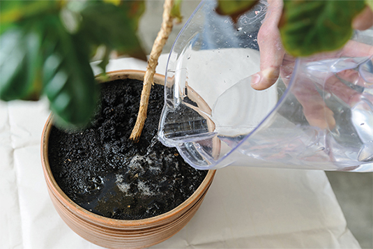 Auf dem Bild ist eine Zimmerpflanze ersichtlich, welche gegossen wird. Die Pflanze ist auf einer weißen Unterlage.