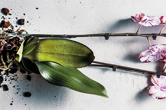 Auf dem Bild ist eine Orchidee zu sehen, welche aus einem Topf gefallen ist. Die Blüten der Orchidee sind hellem lila mit dunklen Highlights.