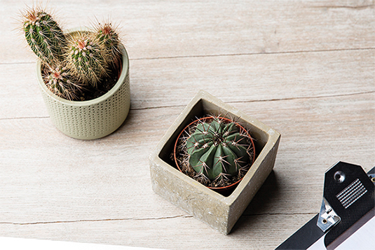 Auf dem Bild sind zwei stachelige Kakteen ersichtlich. Diese sind in hellgrünen Töpfen.