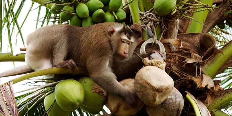 Affenarbeit - Bild zeigt einen Affen der eine Kokosnuss von einer Palme holt