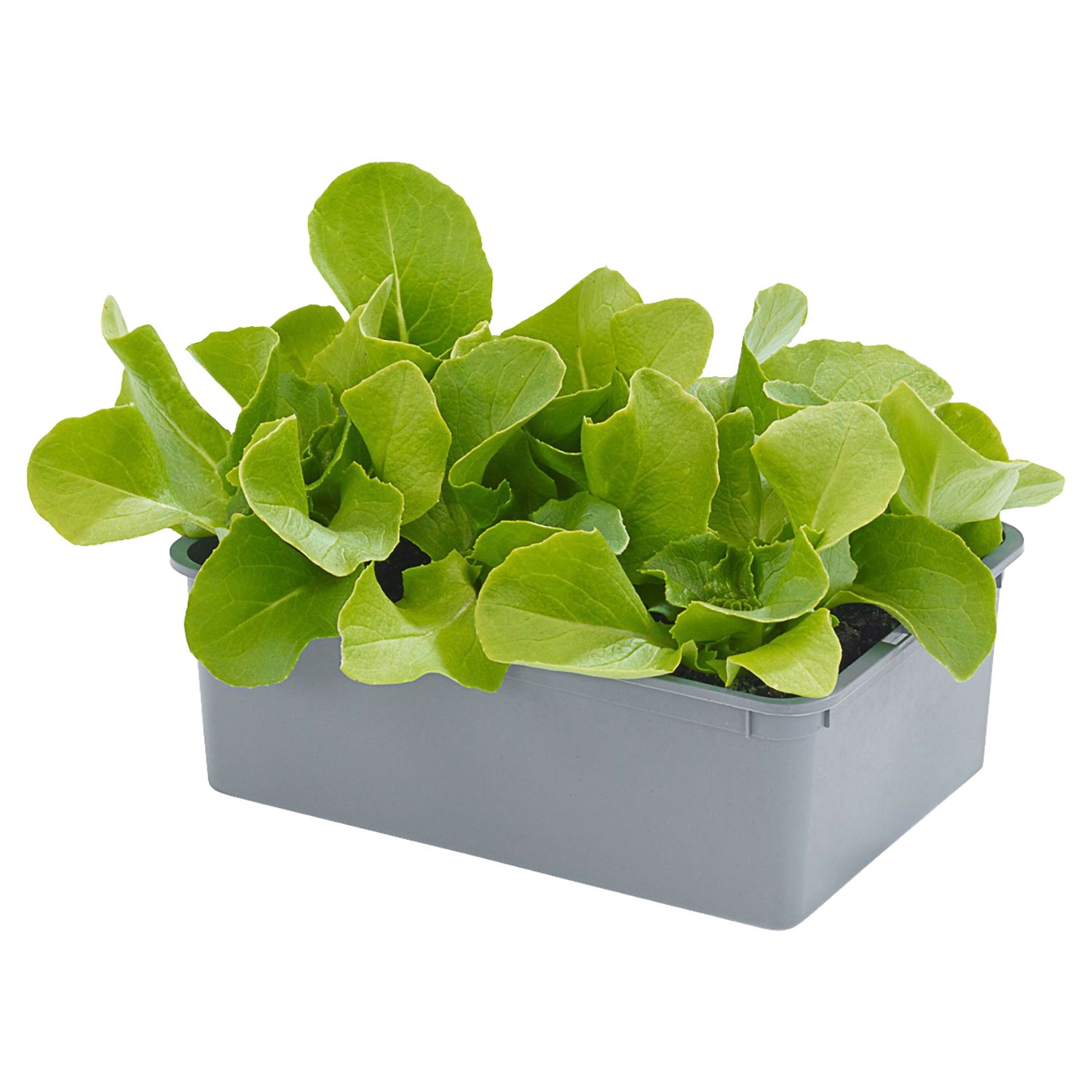 GARDENLINE Salatschalen 6er-Pack