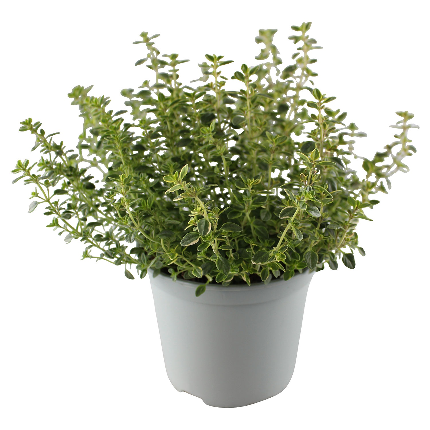 GARDENLINE Kräuter, Thymian | ALDI SÜD