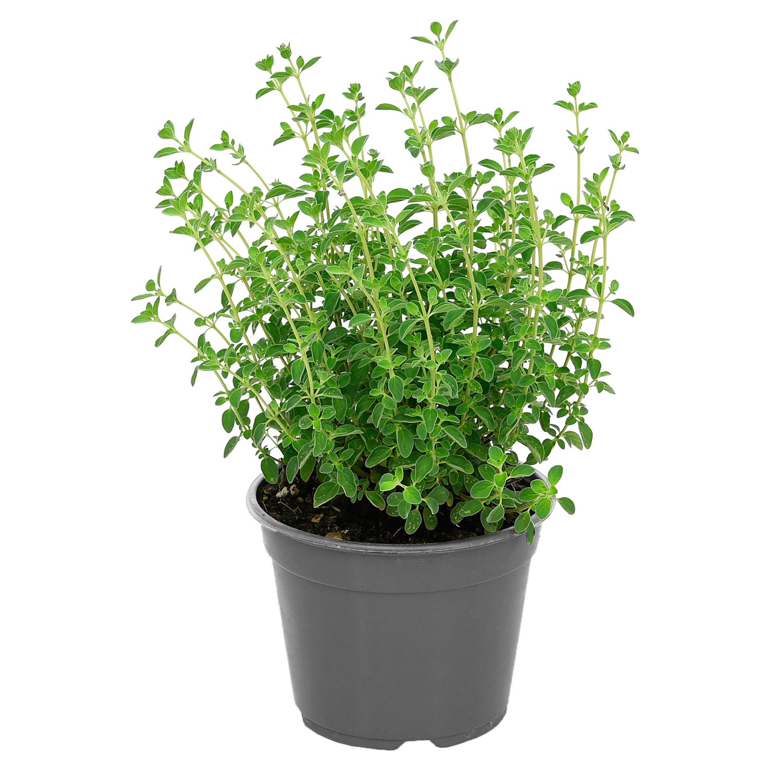 GARDENLINE Italienischer Kräuter Mix, Thymian grün | ALDI SÜD