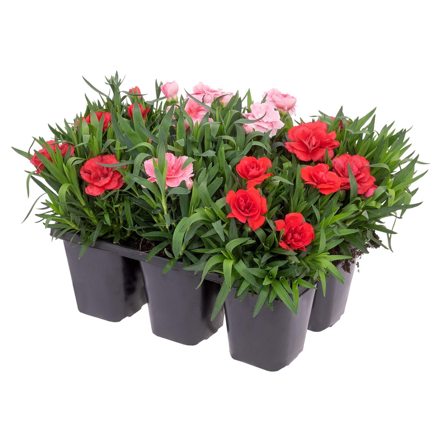 GARDENLINE Nelken Trios, 6er-Set