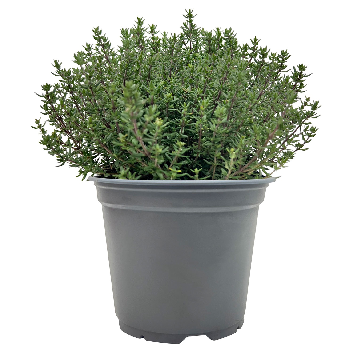 GARDENLINE Italienischer. Kräuter Mix, Thymian weiß | ALDI SÜD