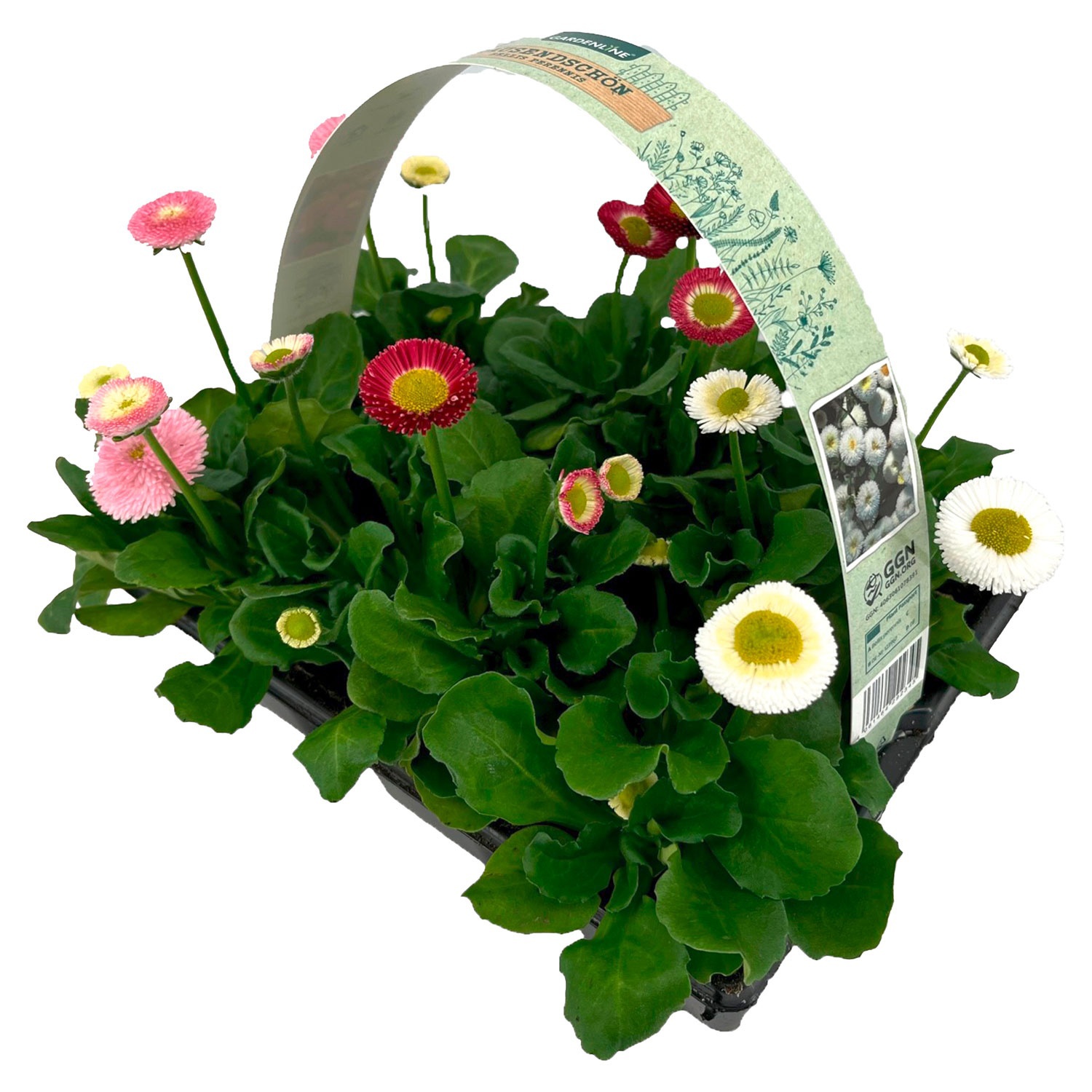 GARDENLINE Viola & Bellis 6er-Pack