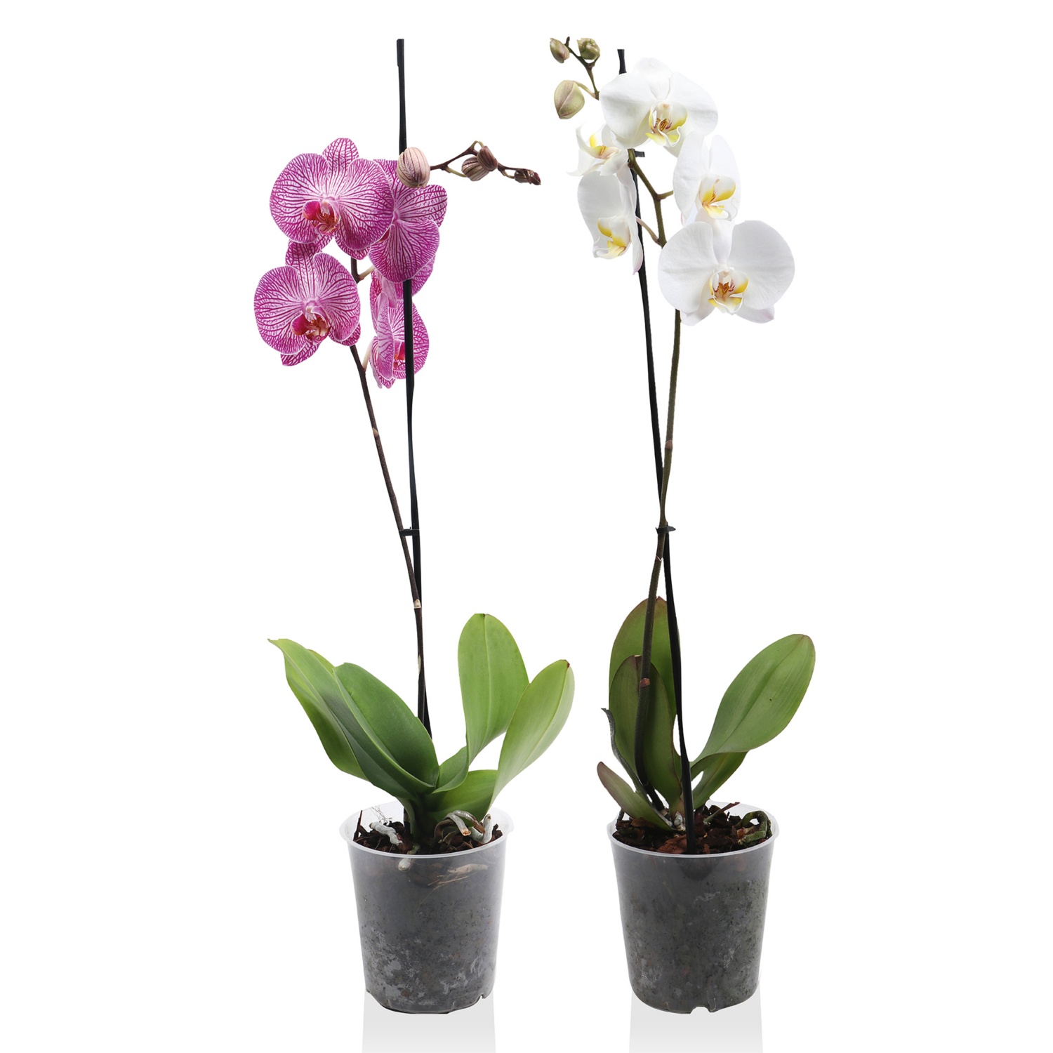 Orchidea