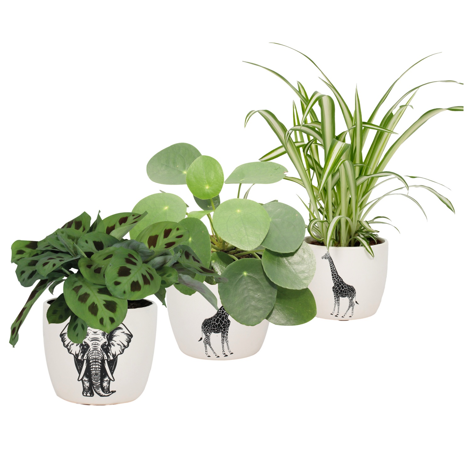 GARDENLINE Grünpflanzen im Safaritopf