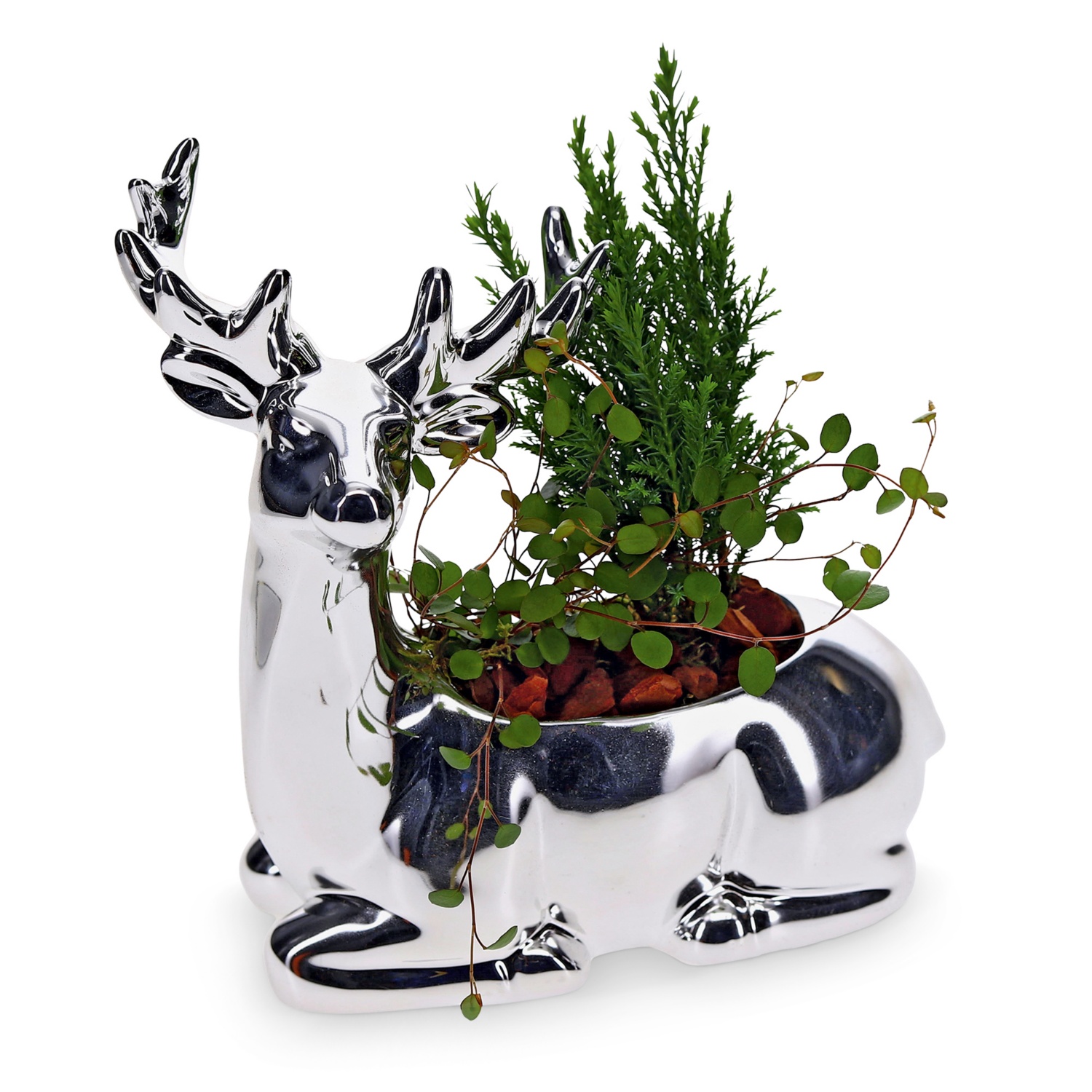 bepflanzte Arrangements XMAS