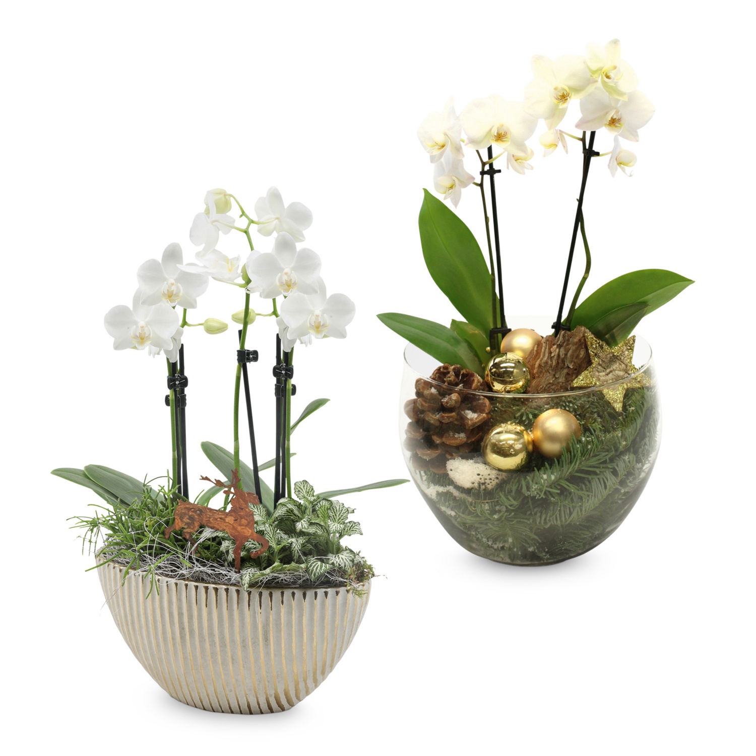 bepflanzte Arrangements XMAS