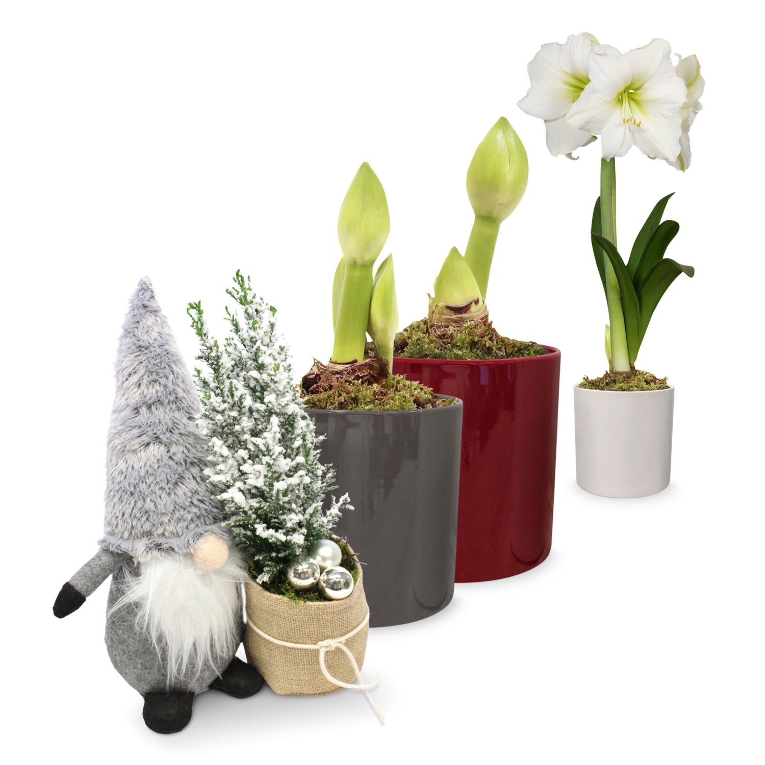 bepflanzte Arrangements XMAS