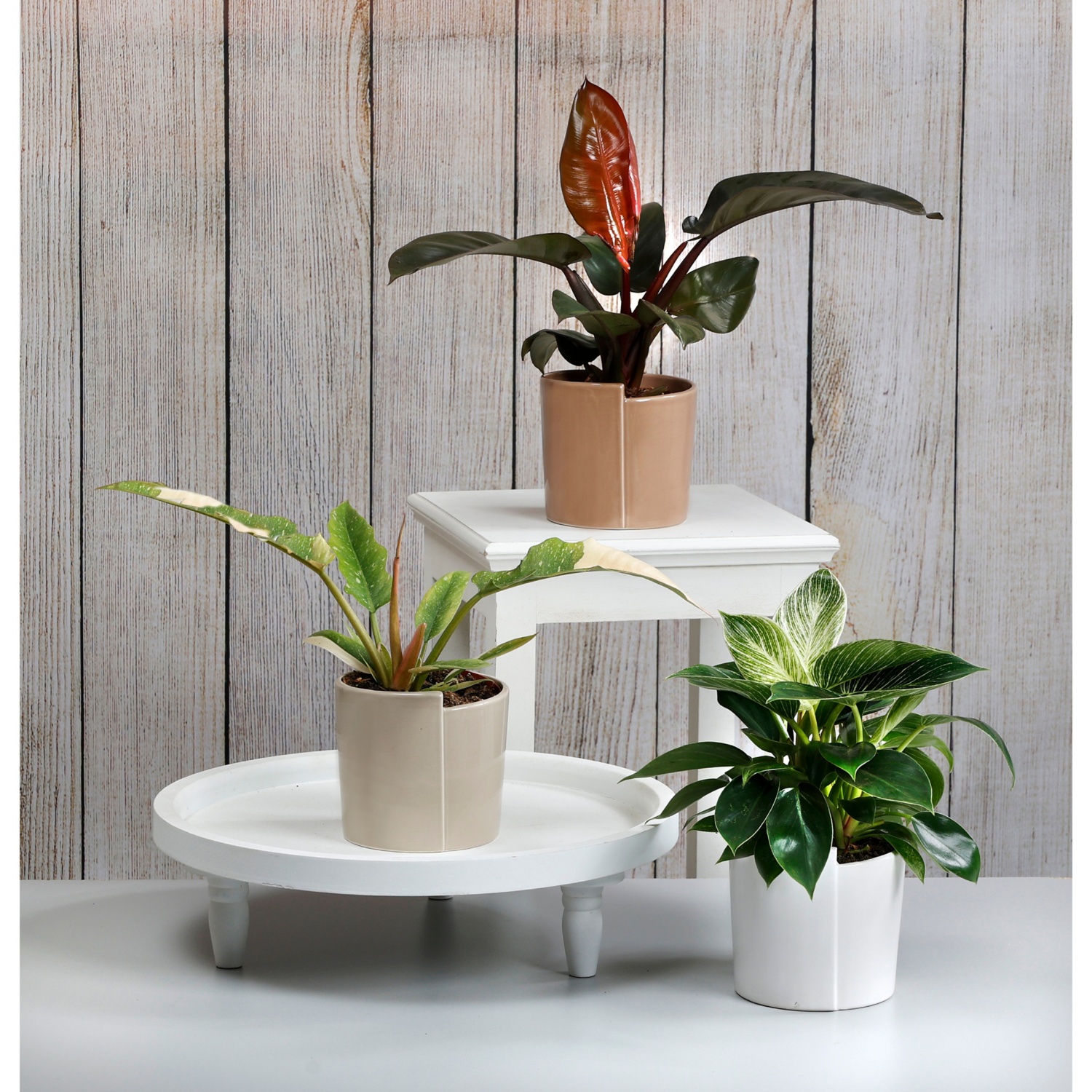 GARDENLINE Philodendron in vaso di ceramica