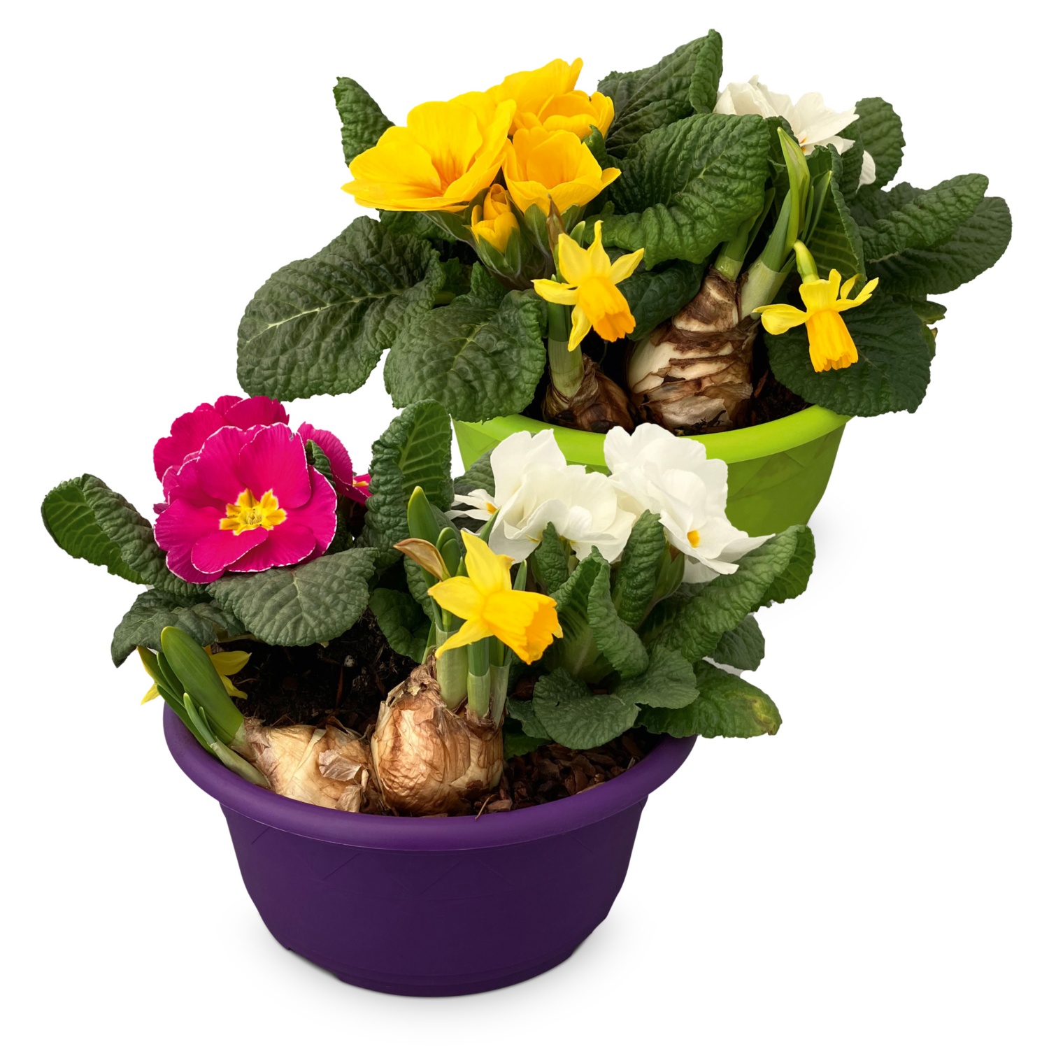 GARDENLINE GARDENLINE Bunte Frühlingsschalen