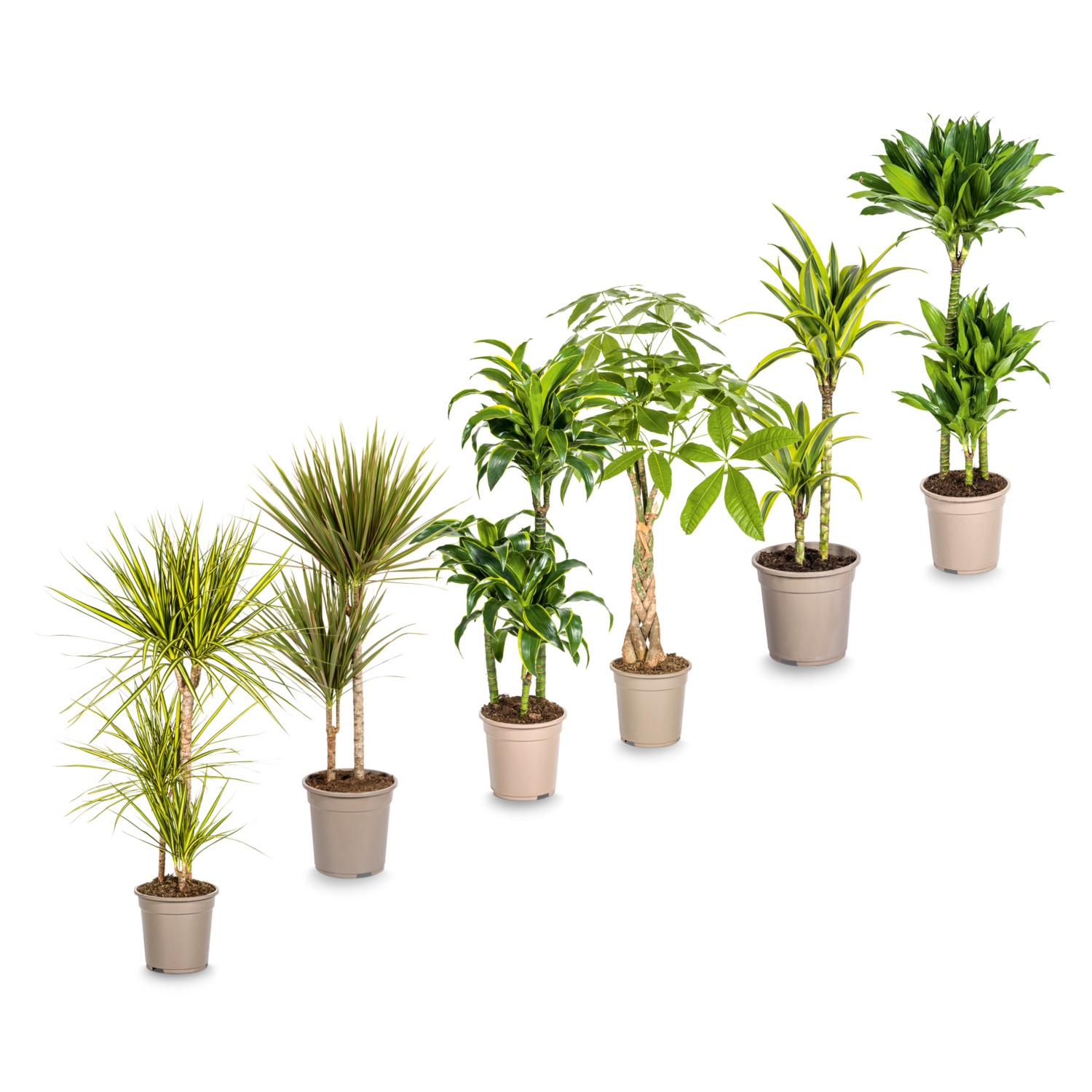 Mélange de plantes vertes deLuxe