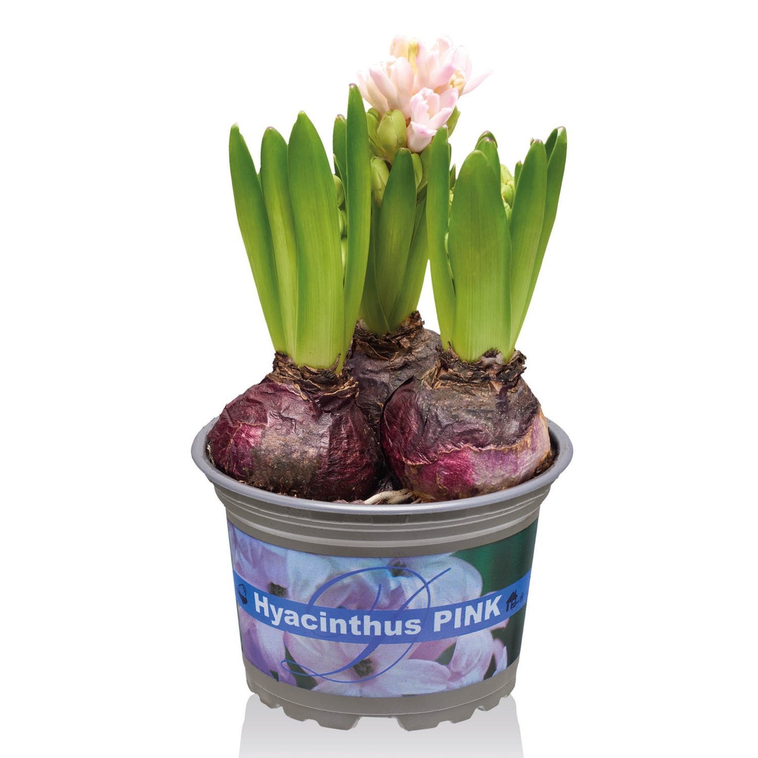 Jácint 3 hagymával