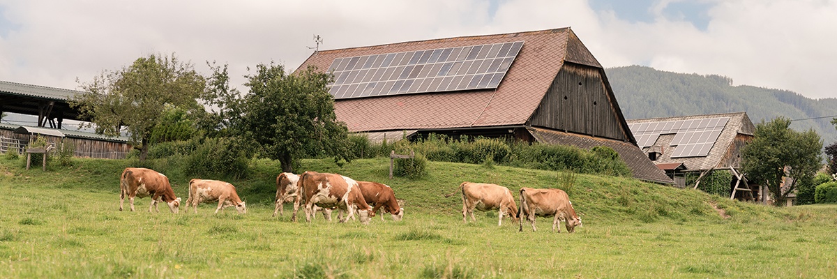 Almwiese mit Kühen und Almhütte