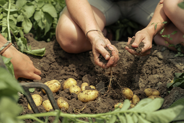 Hände graben Kartoffeln aus der Erde aus