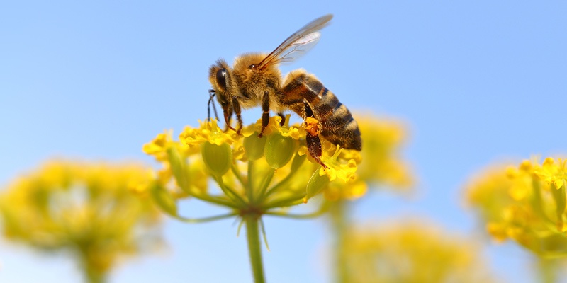 Imker beobachtet Bienen beim Bienenstock