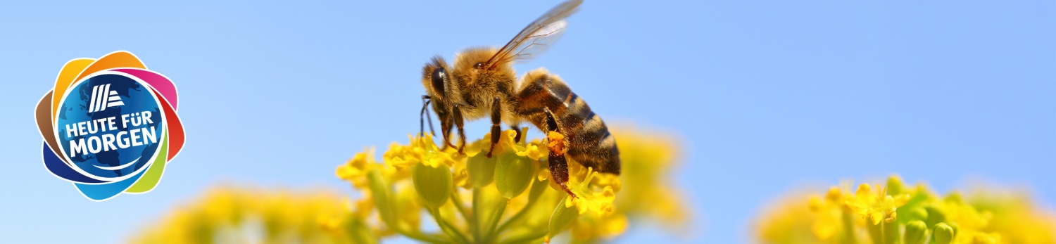 Foto zeigt Imker bei Bienenstocke mit grafischem Element “Wir schwärmen für Bienen”.