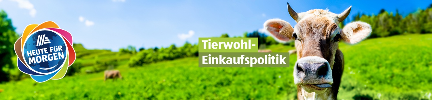 Kuh mit Hörnern steht auf einer saftig grünen Wiese