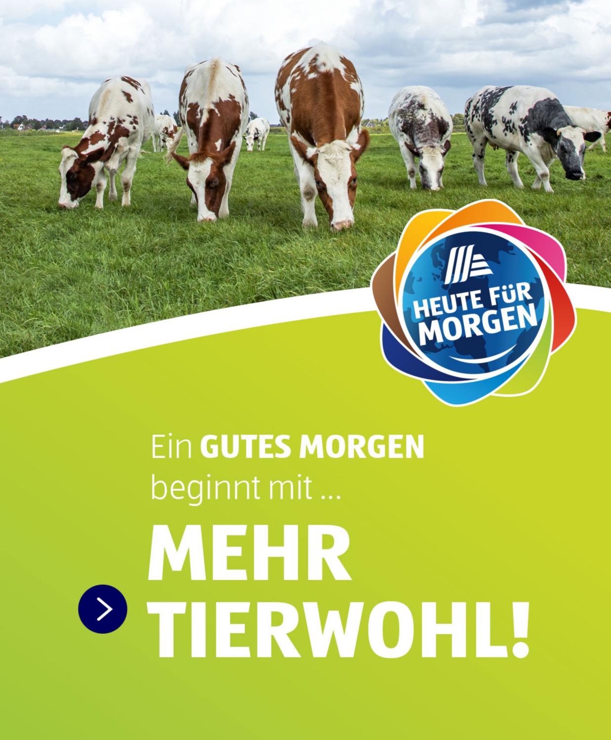 freilaufende Kühe grasen auf der Weide