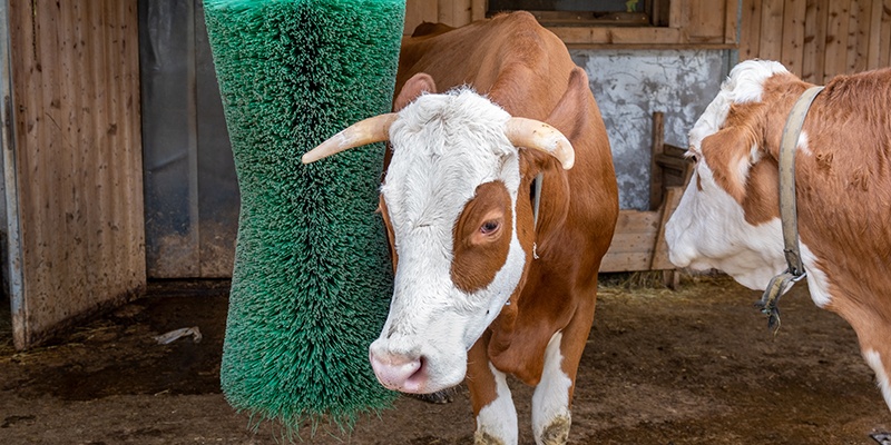 Eine braun weiße Kuh lehnt sich bei einer Kratz- bzw. Waschbürste an, eine zweite braun weiße Kuh steht daneben.