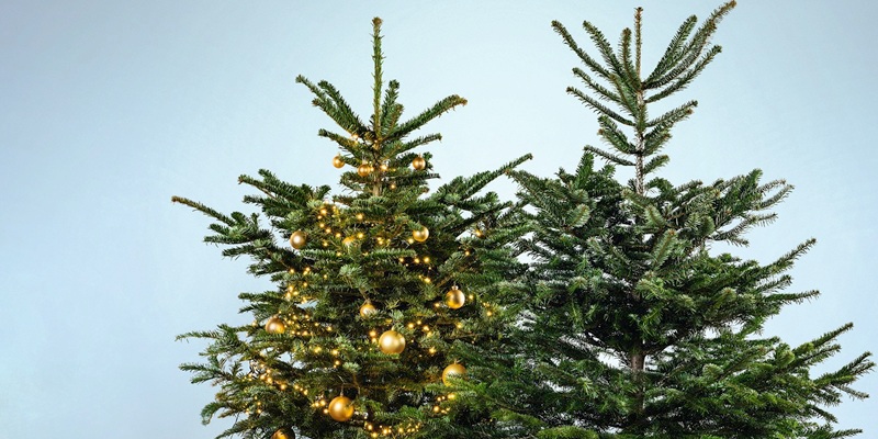 Nordmanntannen + Baumbehang