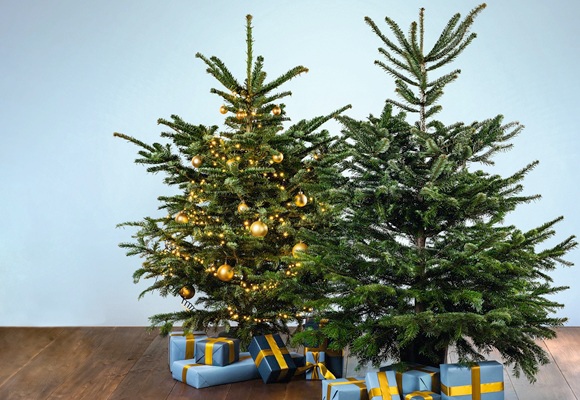 Nordmanntannen + Baumbehang