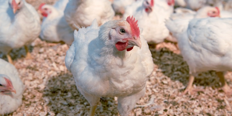 Langsam Wachsende Hühner