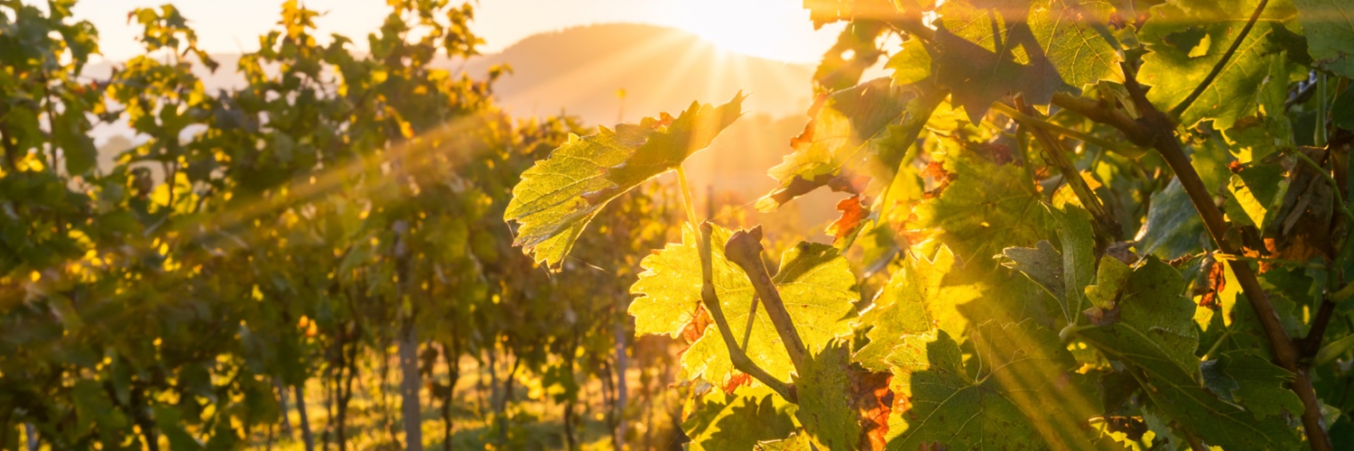 Weinreben bei Sonnenuntergang