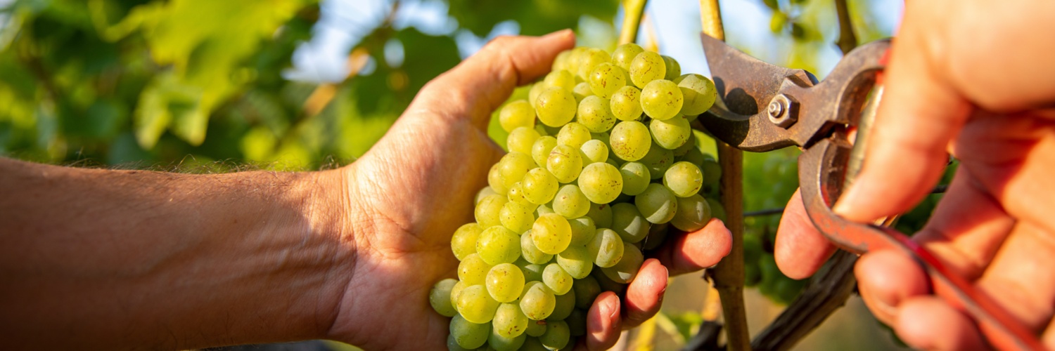 Eine Hand hellt grüne Weintrauben in der Hand