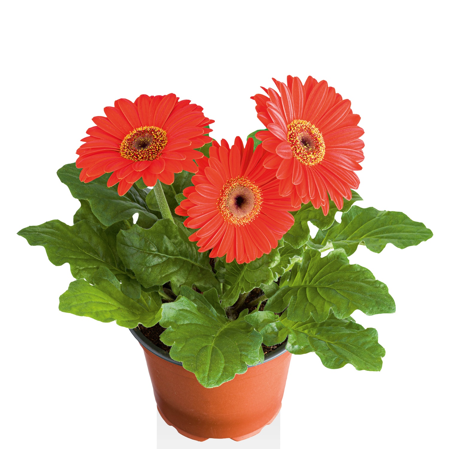 Gerbera