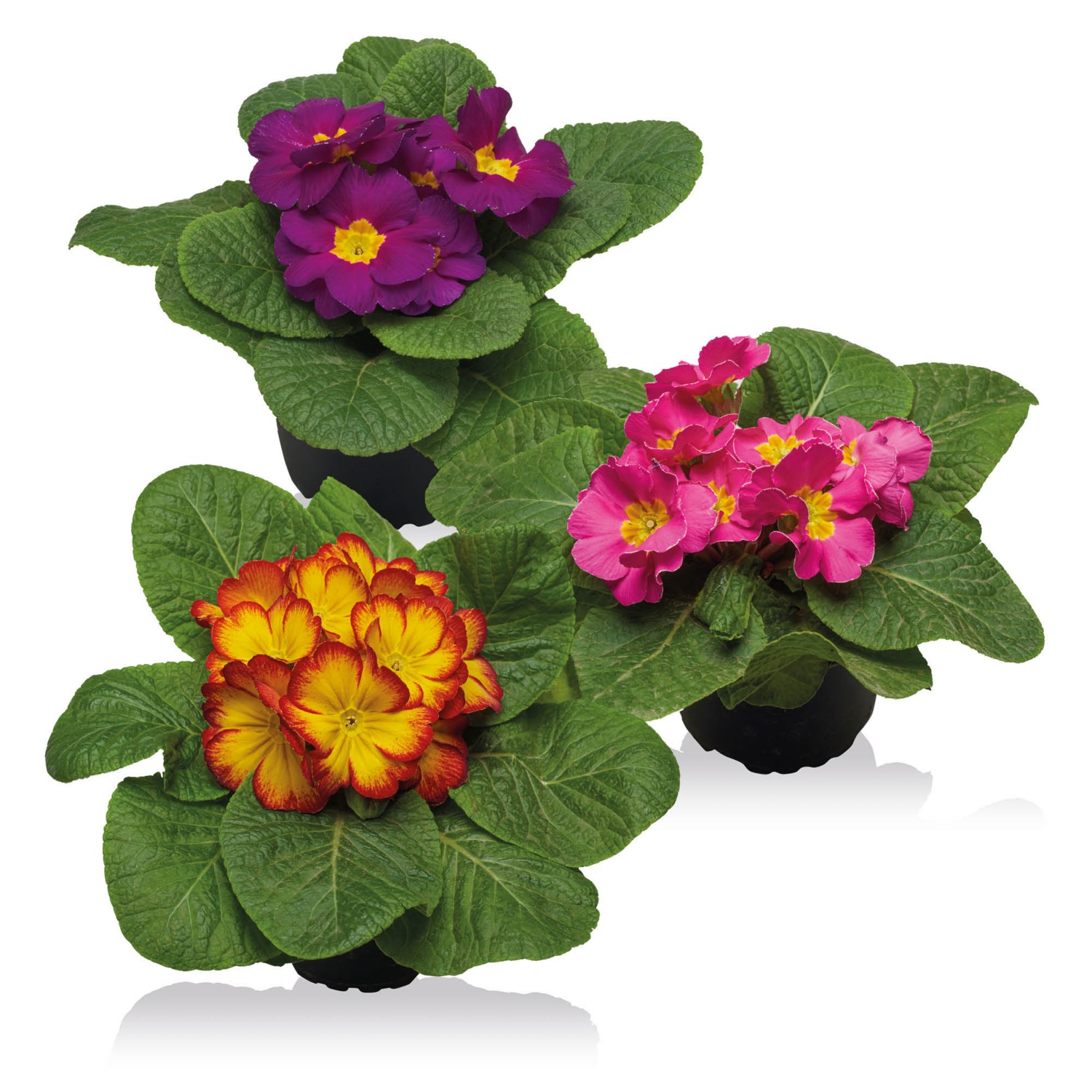 Primula