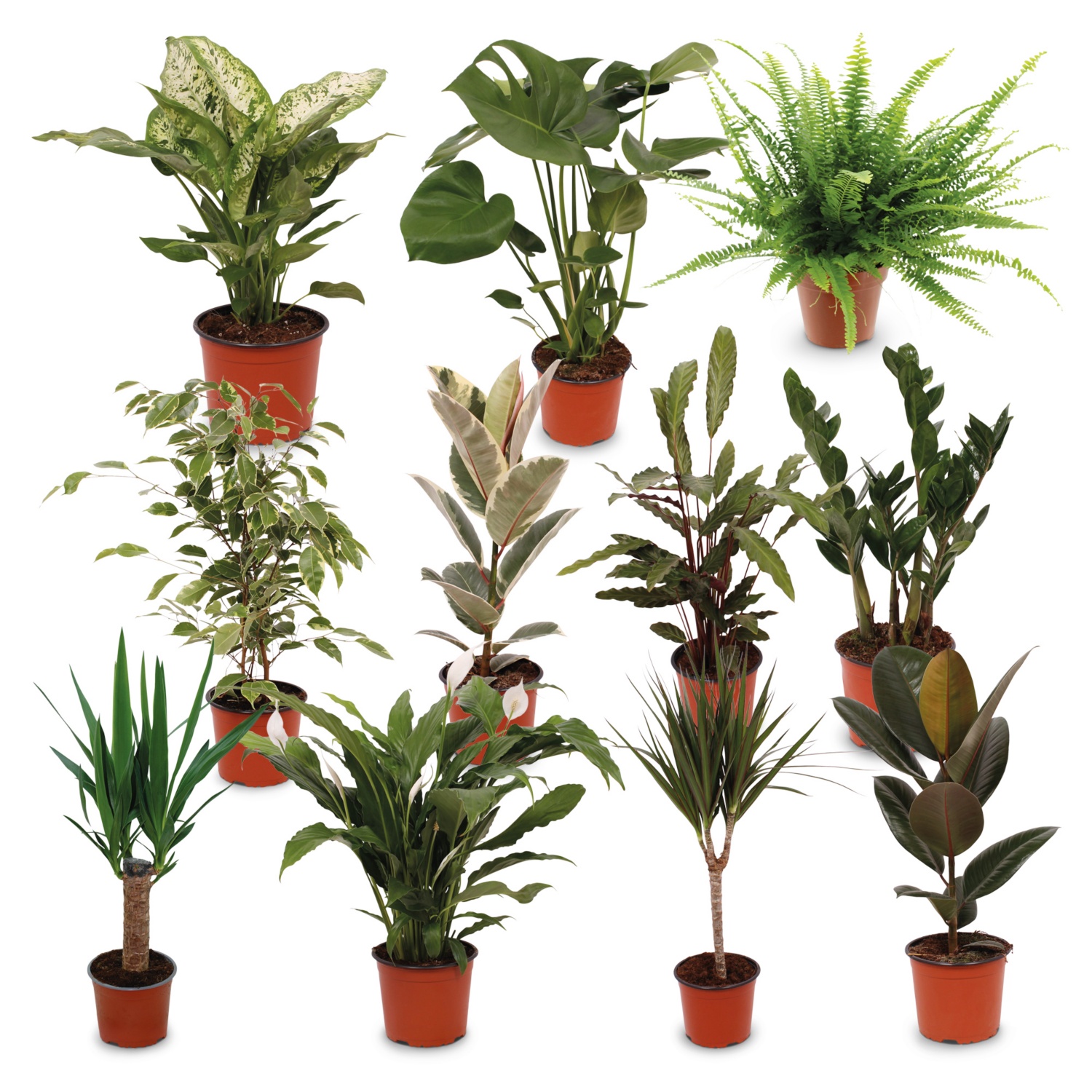 Feng Shui szobanövény