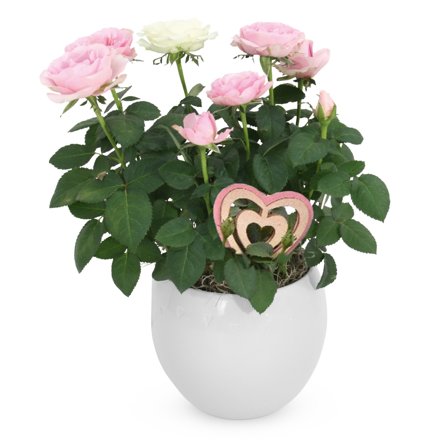 Blühpflanze Valentin