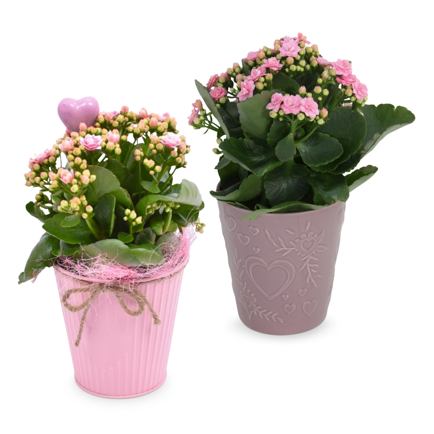 Blühpflanze Valentin