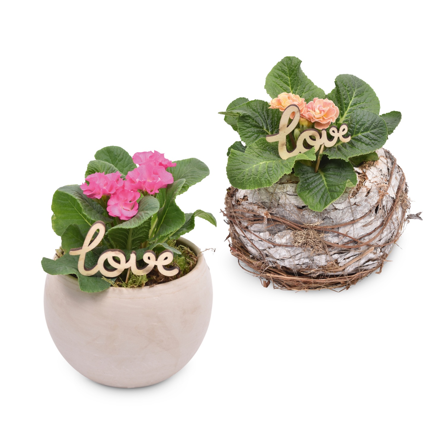 Bepflanzte Frühlings- und Valentinsarrangements